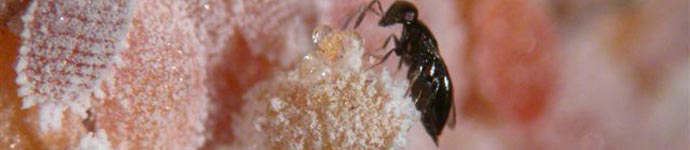 Vital Bugs - biological pest control